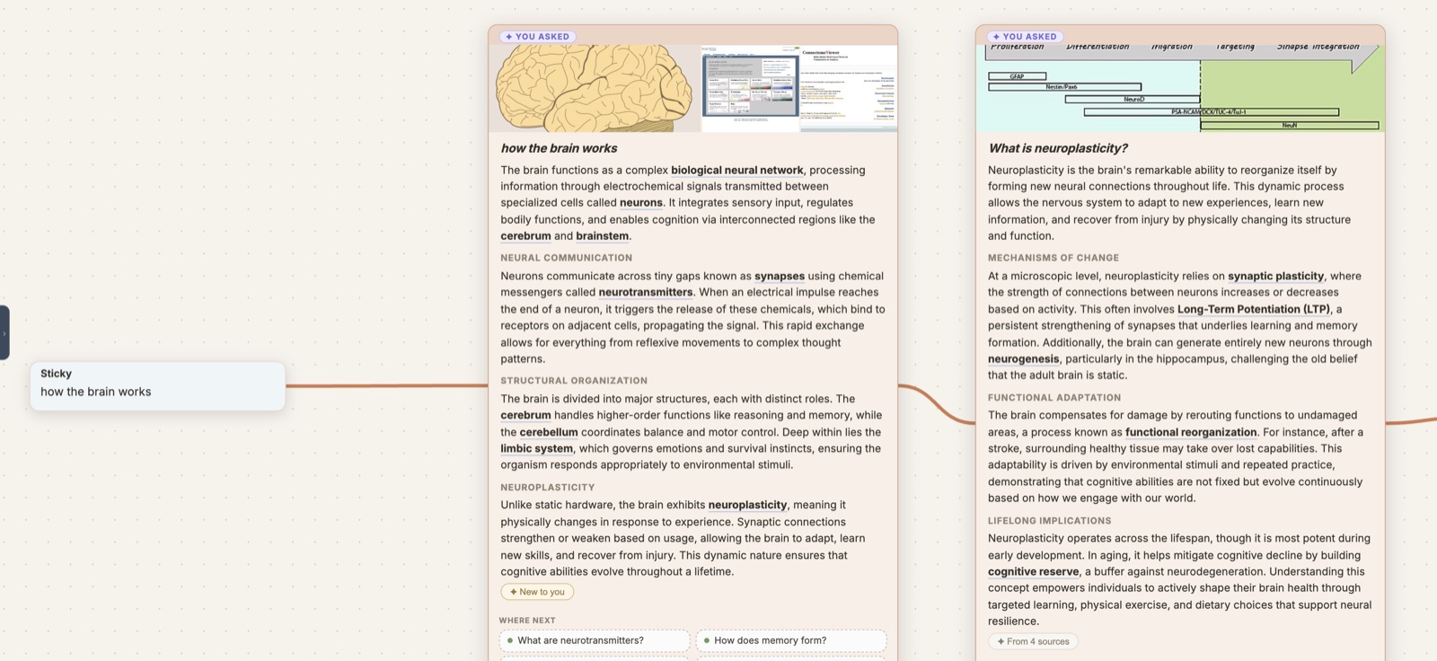 A Learning Playground exploring how the brain works — a seed note connected to AI-written knowledge cards on the brain and neuroplasticity, each with photos and follow-up questions